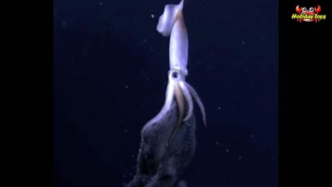 Make Slime to Play with Sea Animals on the Beach