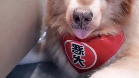 Cute dog's comedy Videos 🤣 so cute videos 😍 funny videos 🤣