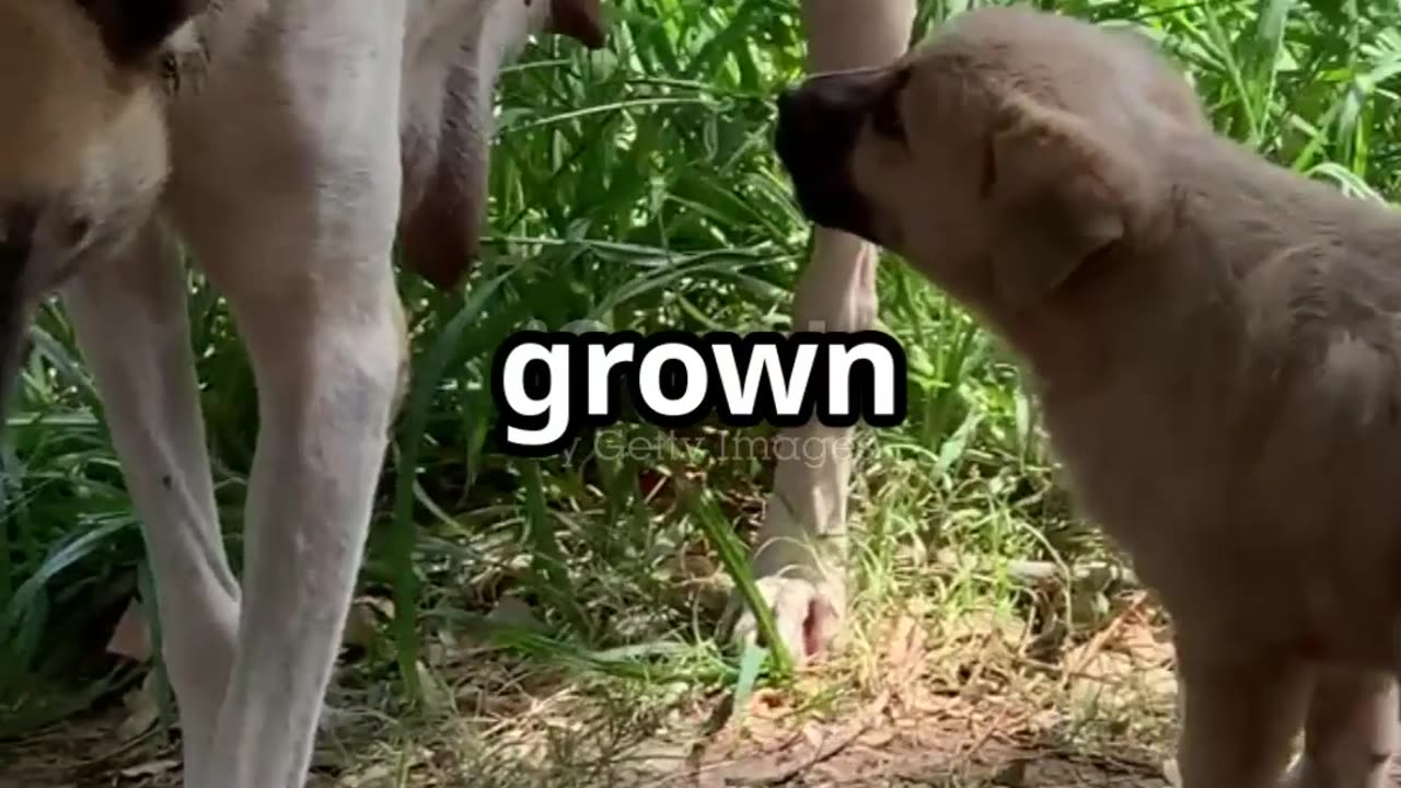 🎬 10 Biggest Misconceptions About Dogs