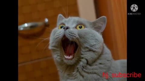 Billi ki aavaj बिल्ली की आवाज रियाल