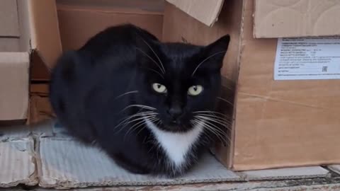 Street Vendor's Cat: The Coolest Customer 🐱