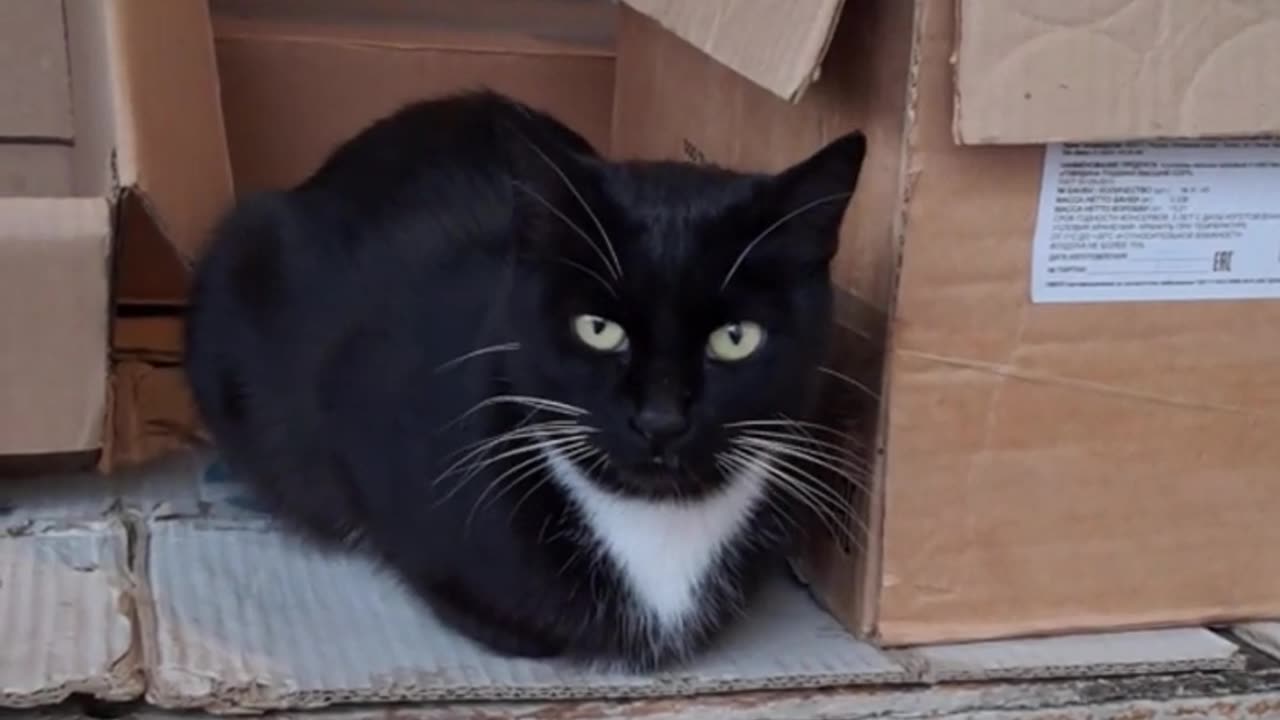 Street Vendor's Cat: The Coolest Customer 🐱