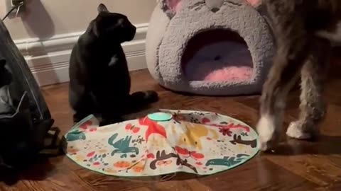 😂🐾 She Means Business and It's Hilarious! | FunFM