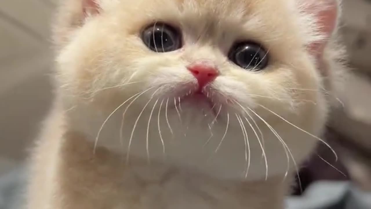 The cat is so small in size.