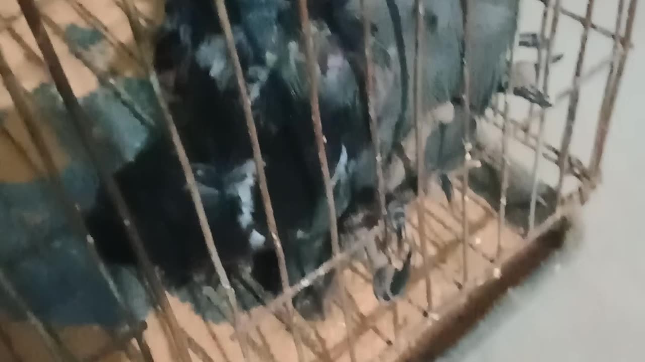 Rescue the crow baby