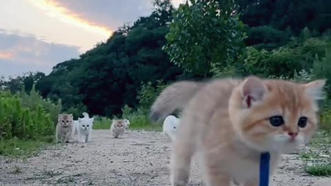 This cat has soft fur and is lovely!