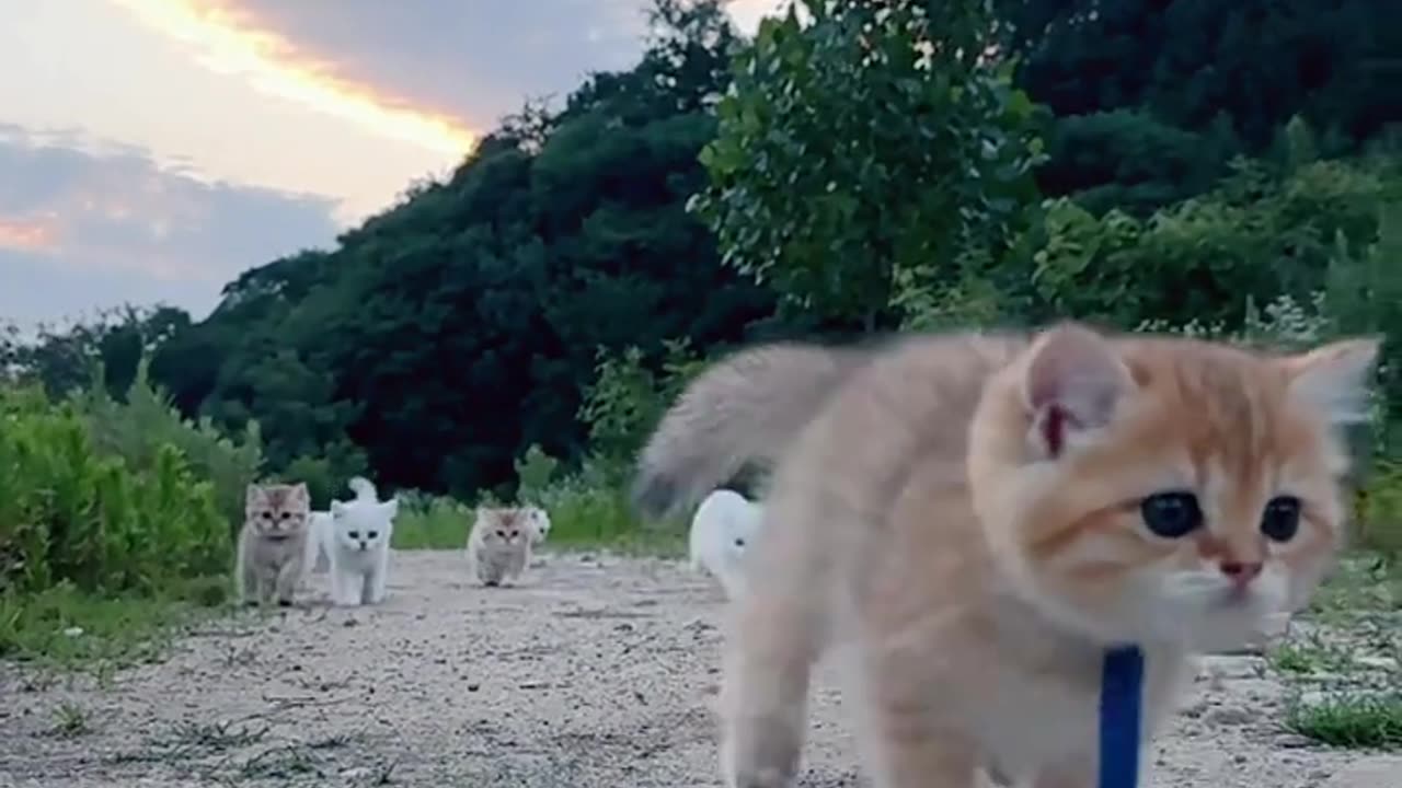 This cat has soft fur and is lovely!