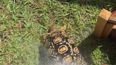 Pure tortoise charm