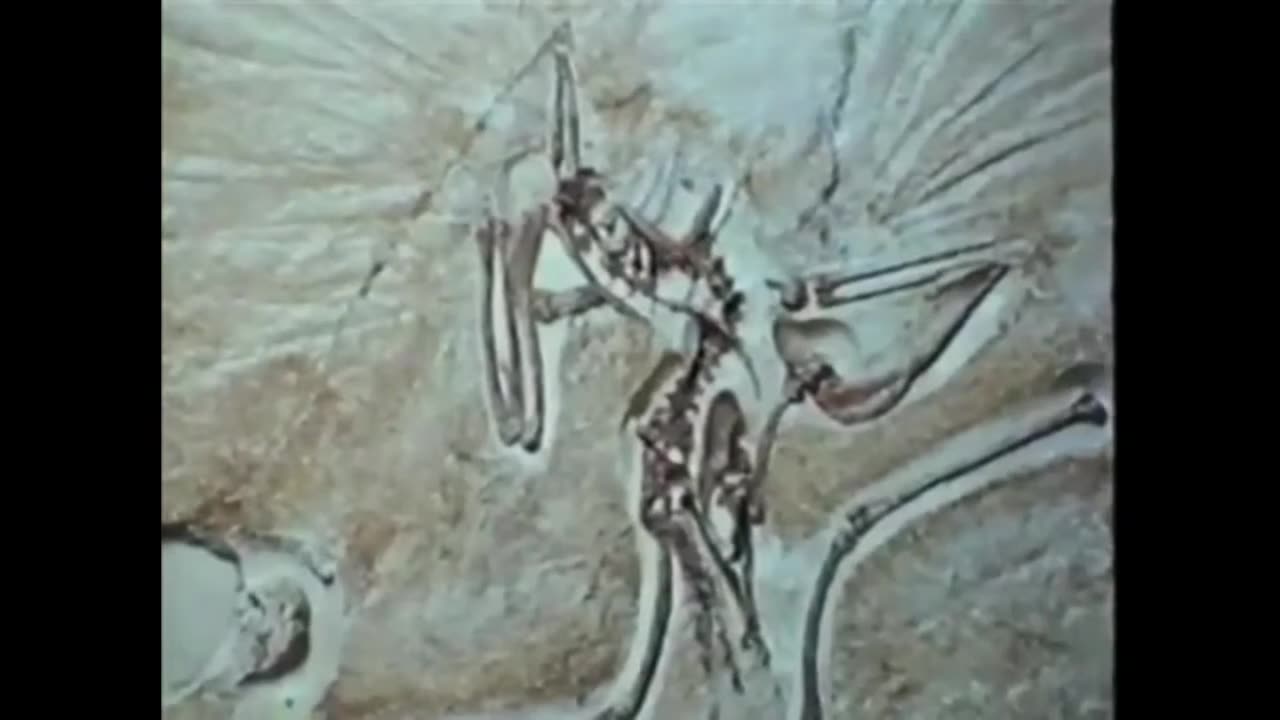 The Evolution Conspiracy