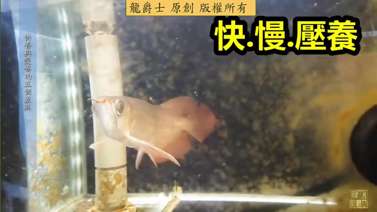 【龍爵士】龍魚百科 快養與慢養的五個差異