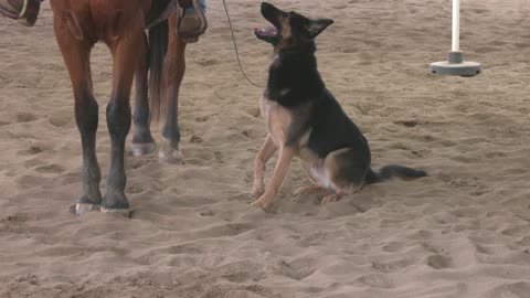 German Shepherd work beside a horse