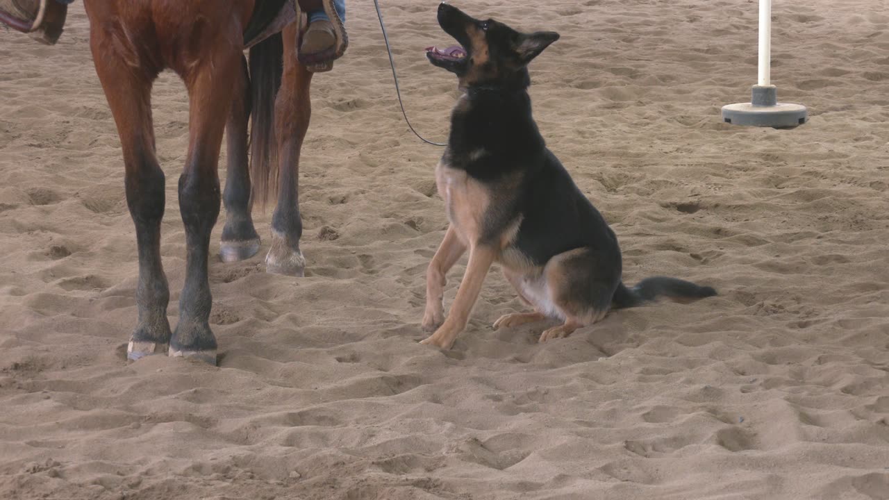 German Shepherd work beside a horse