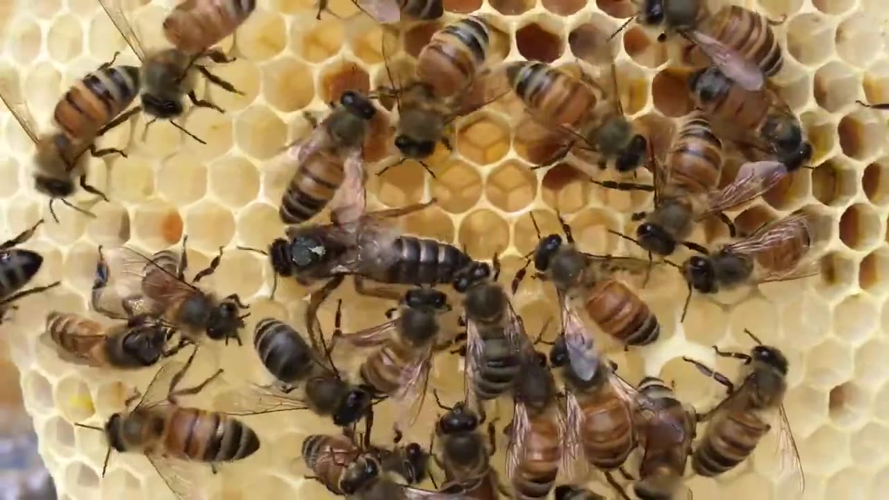 Virgin Queen Pipping