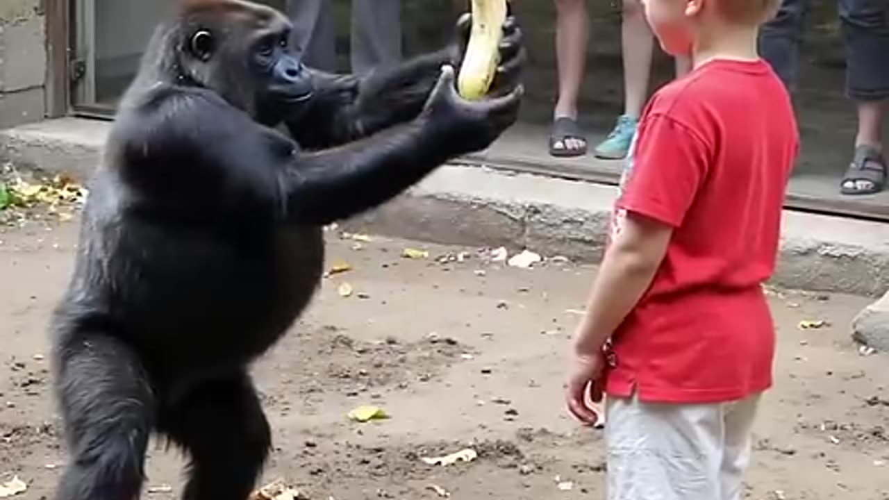 The child fell into the orangutan enclosure - what the orangutan did next shocked everyone!