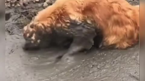 Dogs in the mud…