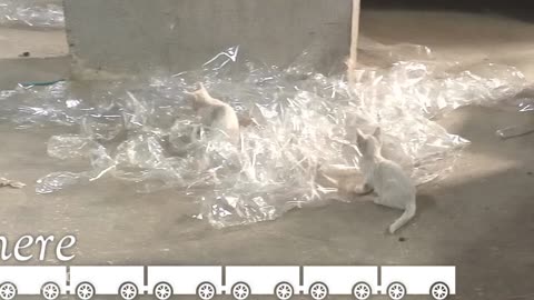 How are my two kittens playing?