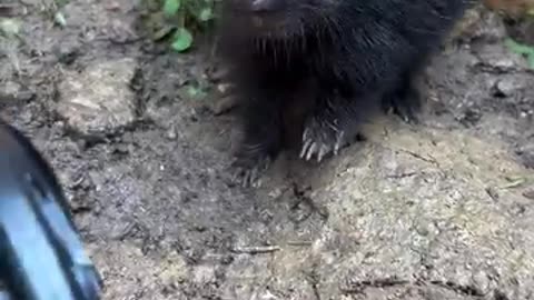 Little Skunk Makes Adorable Stomps