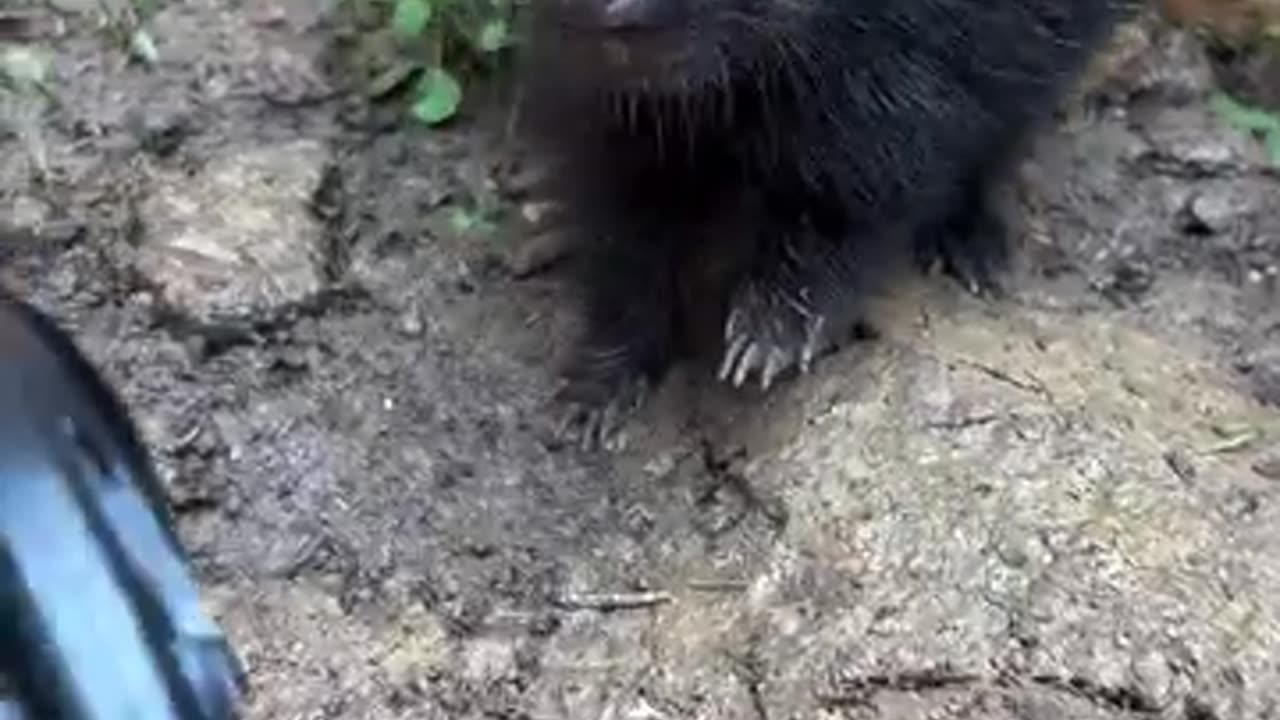 Little Skunk Makes Adorable Stomps
