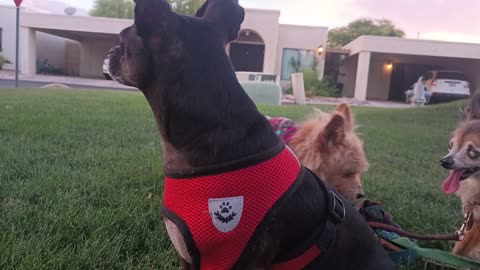 Kiko Villanova ChaCha Paco doggie neighbors respected his boundaries, far from threshold20250708119