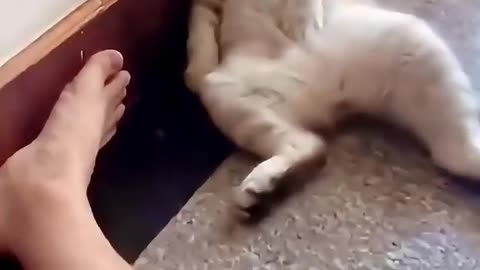 Funny cat video funny animals