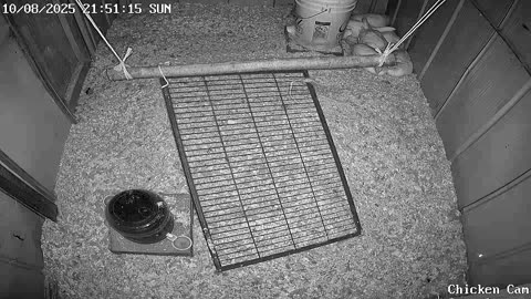 Millar Time Chicken Cam