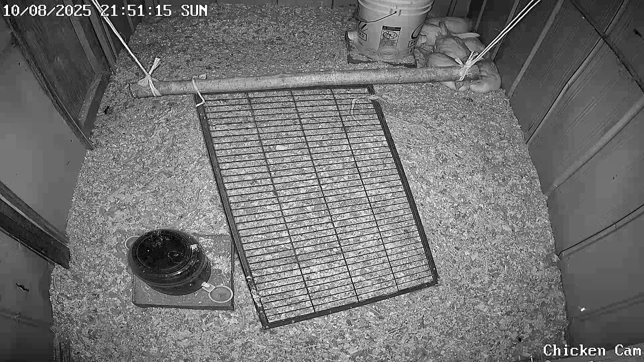 Millar Time Chicken Cam
