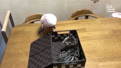 Hilarious Cats & Dogs Video