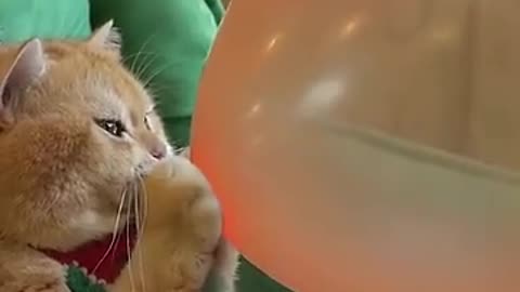 Boom-Scared-me-exlittlebeans-funny-cats-_8