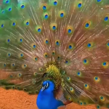 natural video status #shorts | Birds status Beautiful #shorts