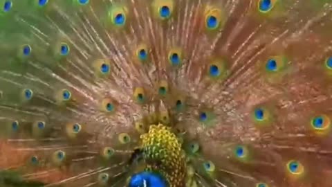 natural video status #shorts | Birds status Beautiful #shorts