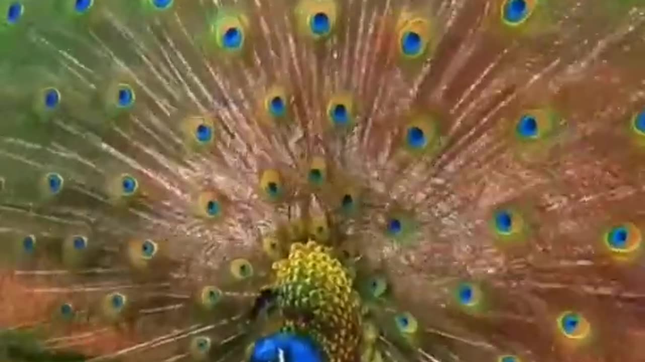 natural video status #shorts | Birds status Beautiful #shorts