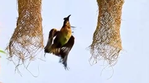 Nest Under Siege