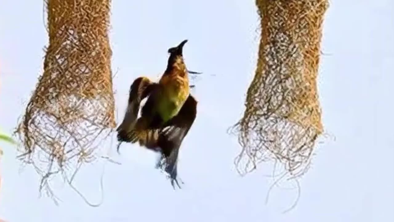 Nest Under Siege