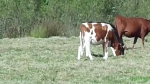 cow