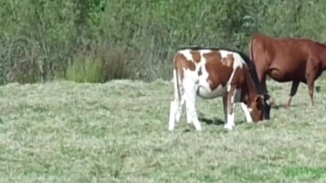 cow
