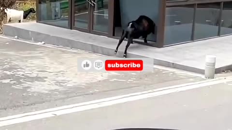 goat crazy