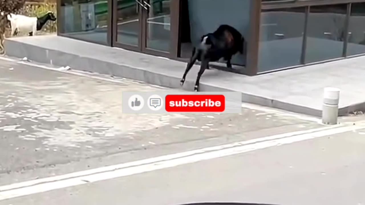 goat crazy
