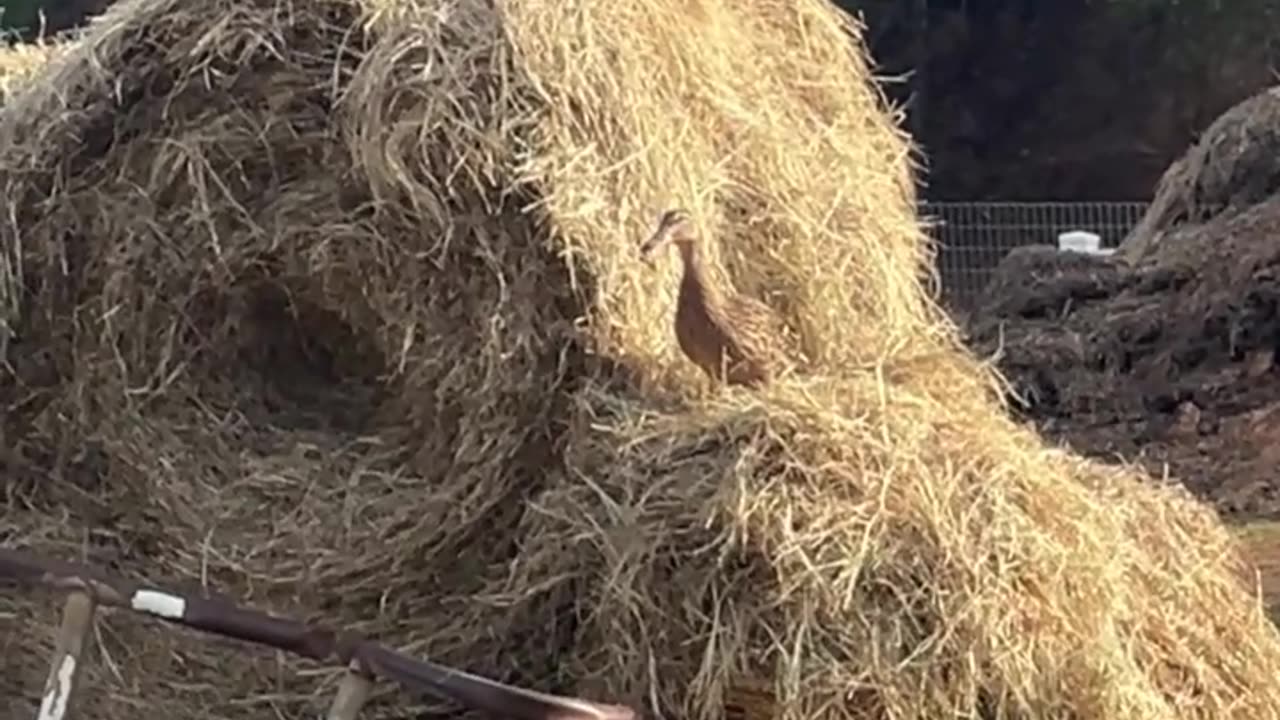 Not a good place to build a nest