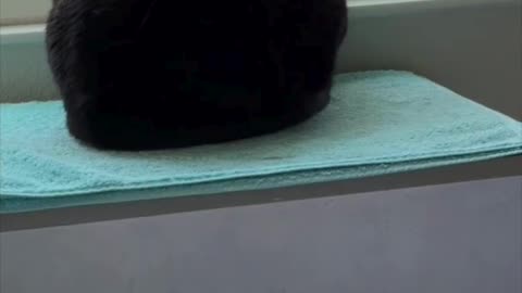 Cute Precious Piper is a Loaf Cooling in the Window - Adopting a Cat from a Shelter Vlog