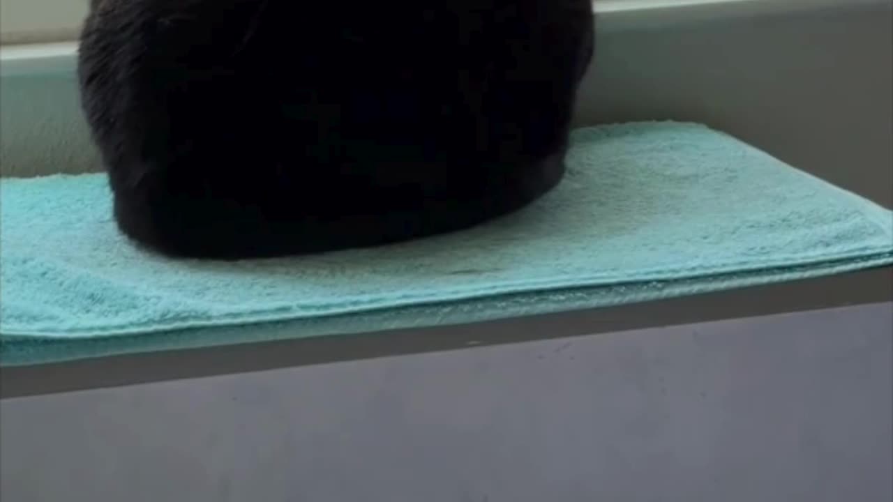 Cute Precious Piper is a Loaf Cooling in the Window - Adopting a Cat from a Shelter Vlog