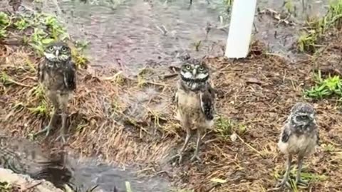 What can I do to help these borrowing owls