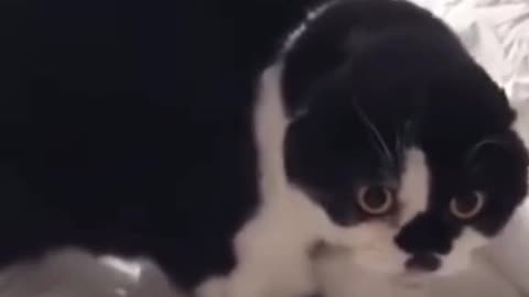 Cute and Funny Cats
