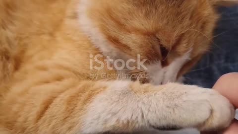 Animal Facts – Part 2 (Cats)