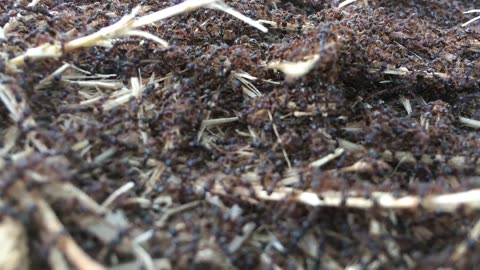 ants doing ant things