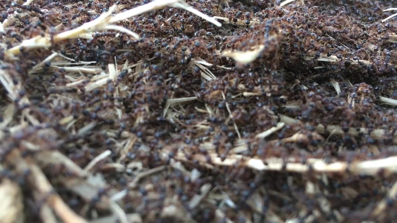 ants doing ant things