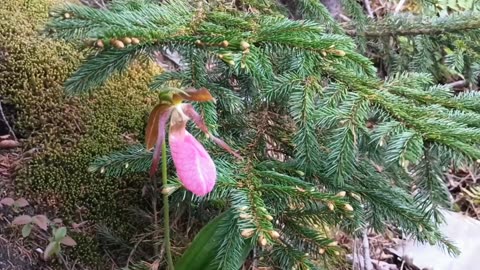 Lady Slipper