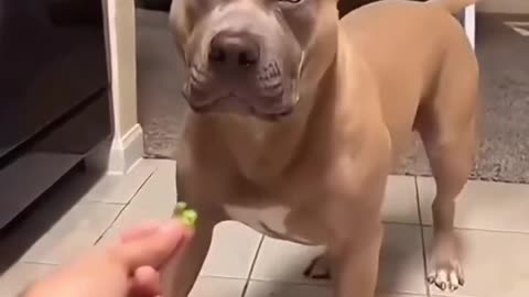 Funny Cats & Dogs Compilation 2025 – Try Not to Laugh! Ultimate Funny Animals