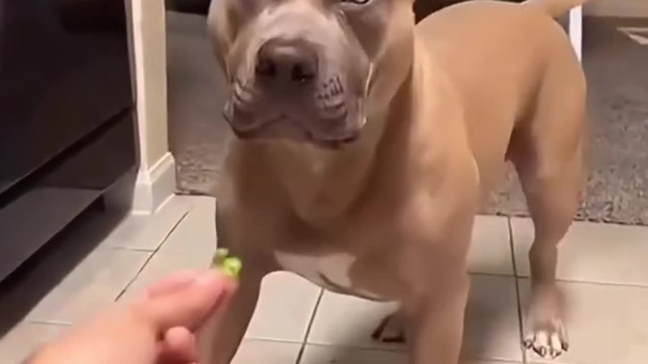 Funny Cats & Dogs Compilation 2025 – Try Not to Laugh! Ultimate Funny Animals