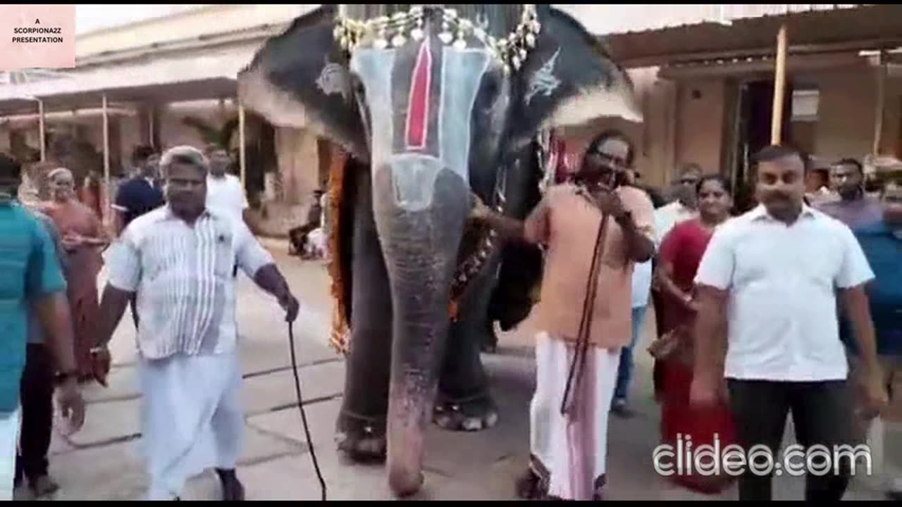 Temple elephant of india