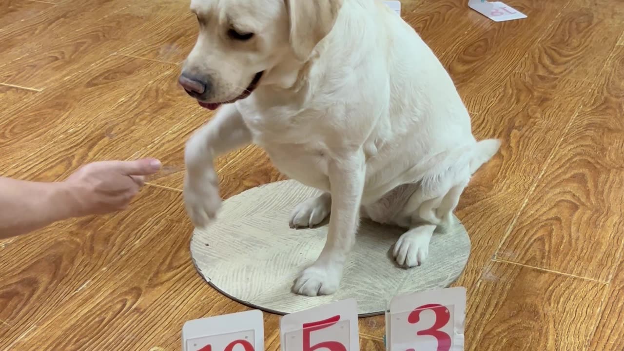 狗狗智商大考验 Dog Intelligence Challenge